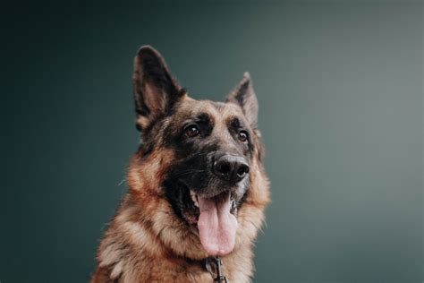 What Are Intestinal Worms in Dogs | Tooronga Vets — Tooronga Veterinary