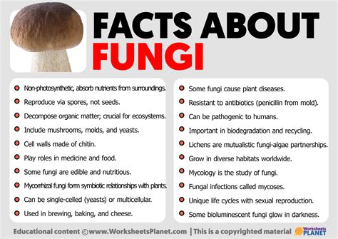 Facts About Fungi