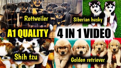 In Video Rottweiler Puppies Golden Retriever Siberian Husky