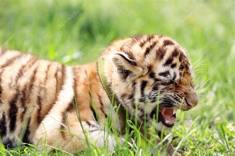 Baby tiger on grass — Stock Photo © belchonock #116239402