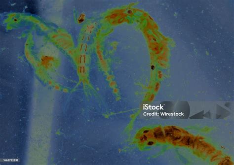 macro  parasite organism  bugs   microscope   blue