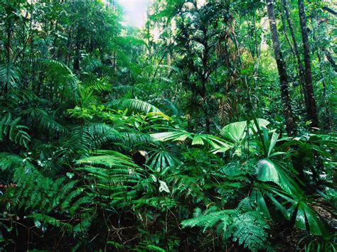 Ecosistemas Y Fauna Mexicana Turimexico