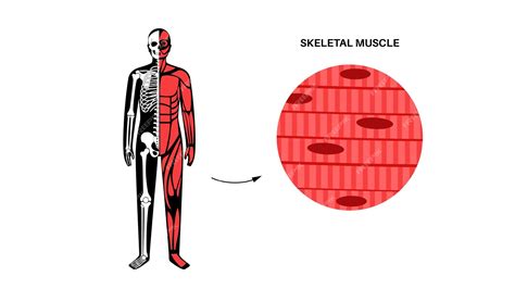 Premium Vector | Skeletal muscle tissue