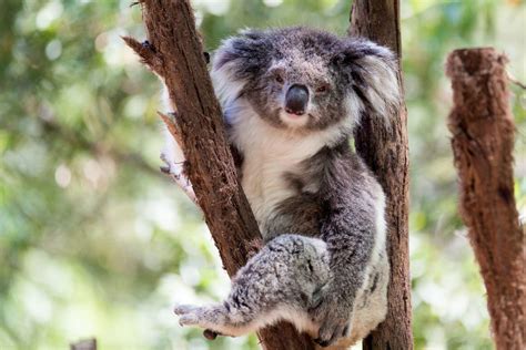 Australia Animals Wallpapers - Top Free Australia Animals Backgrounds - WallpaperAccess