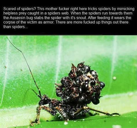 Fuck Meme By Theofficialdjxfinity Memedroid