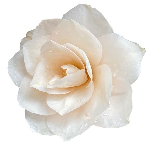 Rose Peach Colored Flowers 23251952 PNG