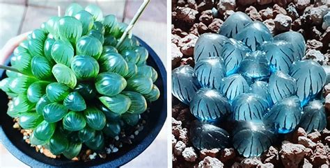 Solve Haworthia Succulents Jigsaw Puzzle Online With Pieces