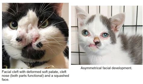 Feline Medical Curiosities Facial Deformities