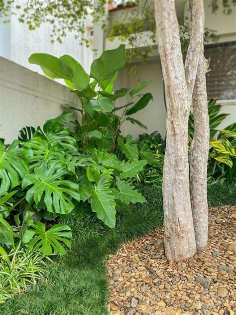 Costela De Adão No Jardim - Costela-de-adão: o que atrai e como cuidar | Jardim com costela de adão ...