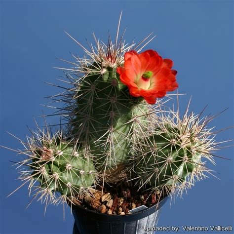 Echinocereus Coccineus