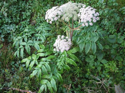 Дудник Лесной (57 фото) - 57 фото