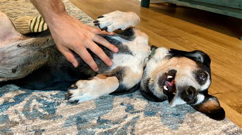 Do Dogs Like Belly Rubs Heres What Experts Say Hubpages