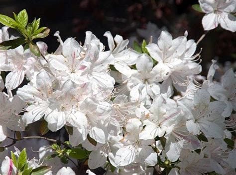Азалия японская гейша | Plants, Garden