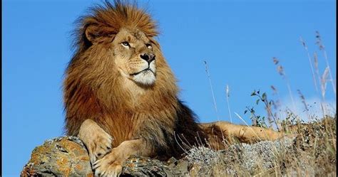 БиблиоСправочка: Храбрый, как лев