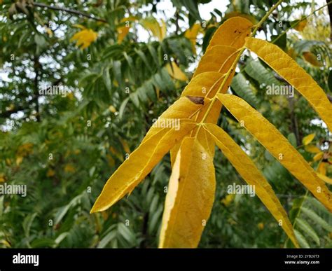 northern California black walnut (Juglans hindsii) Plantae Stock Photo ...