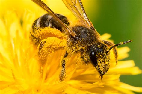 Polen de Abejas Qué es usos y propiedades