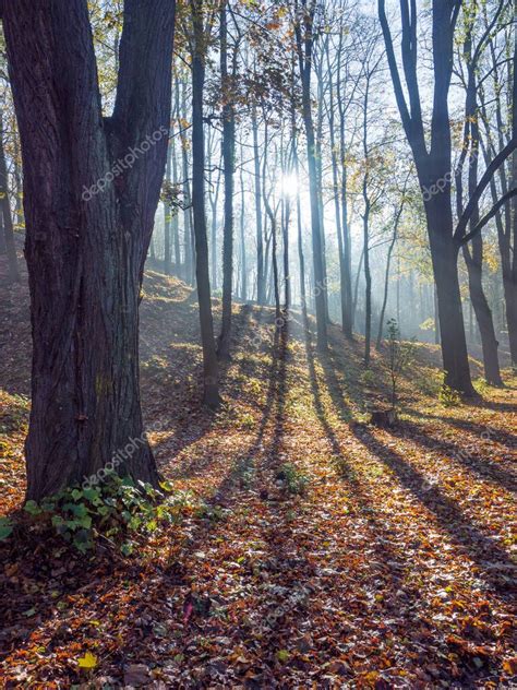 La Luz Del Sol En El Bosque Nublado De Noviembre Luz Y Sombras