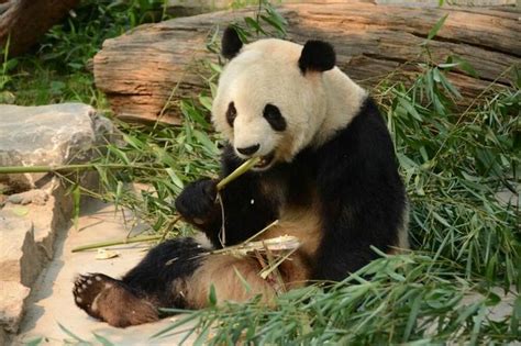 Private Day Tour See Giant Pandas And Mutianyu Great Wall Triphobo