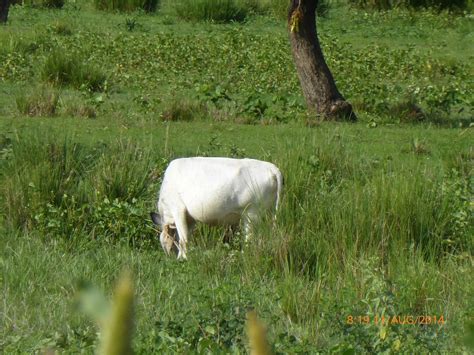 Tethering Goats