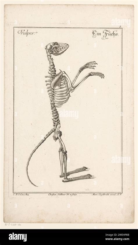 fox skeleton taxidermy