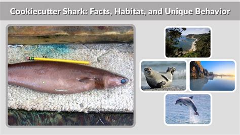 cookiecutter shark facts habitat  unique behavior