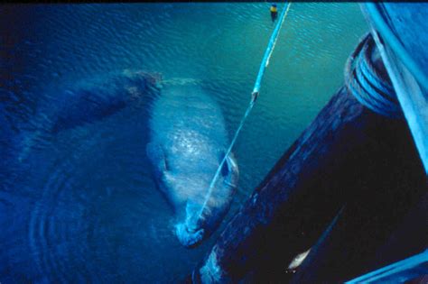 Do manatees need to drink fresh water? - Physiological Ecology and