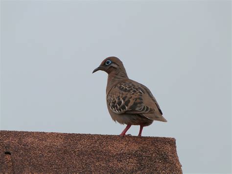 Tourterelle Des Galapagos Zenaida Galapagoensis Galapagos Dove Flickr