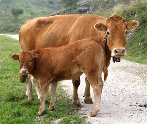 Vaca madre y su pequeño ternero en las montañas fotografía de stock