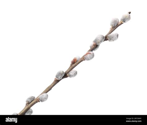Beautiful Blooming Willow Branch Isolated On White Stock Photo Alamy