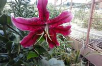 Лилия Мисс Фея - купить в Минске, доставка почтой по Беларуси, недорого ...