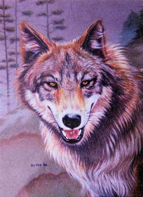 Timber Wolf Drawing at GetDrawings | Free download