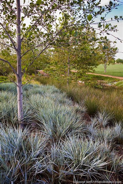 Leymus Condensatus Canyon Prince Giant Wild Rye With Rush Juncus