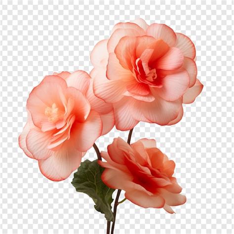 Free Clip Begonia Flowers Download Free Clip Begonia Flowers Png