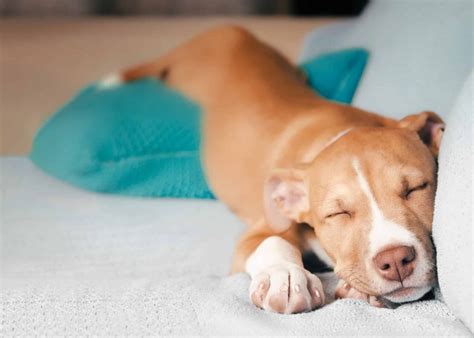 What Does a Dog’s Sleeping Position Mean?