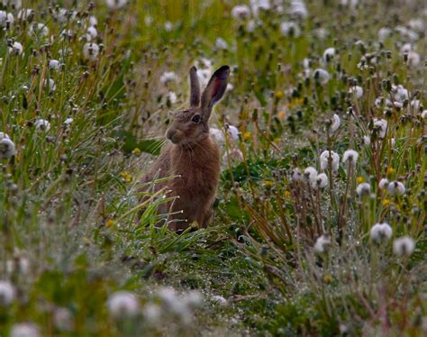photo  black rabbit  stock photo