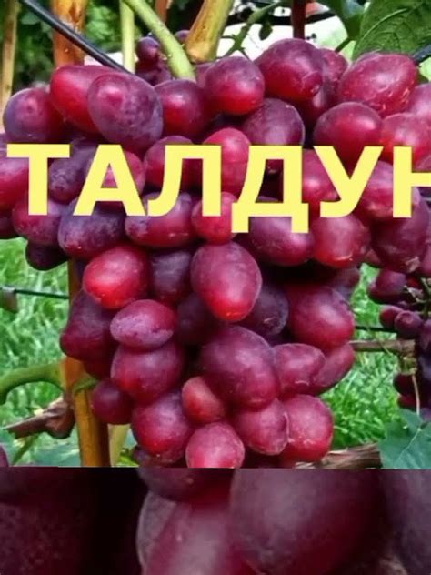@Виноград Талдун шикарний хруст - YouTube