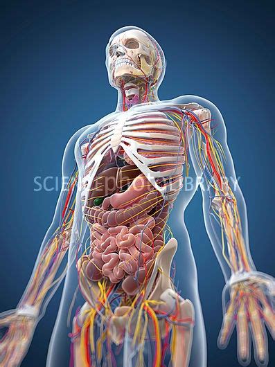 Human Anatomy Science Photo Library Medical Illustration Body