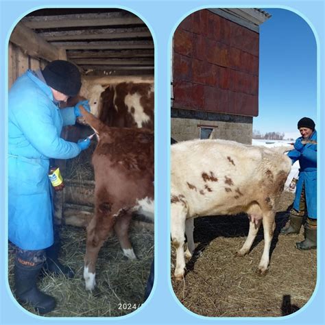 В настоящее время ветеринарные специалисты проводят отбор проб крови у ...