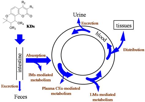 Molecules Free Full Text Pharmacokinetic And Metabolic