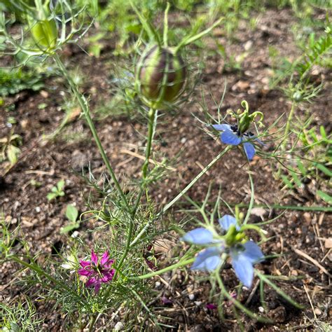 Love in a Mist – Revival Seeds