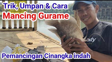 Cara Trik Mancing Gurame Umpan Rangkaian Kail Paling Jitu Youtube