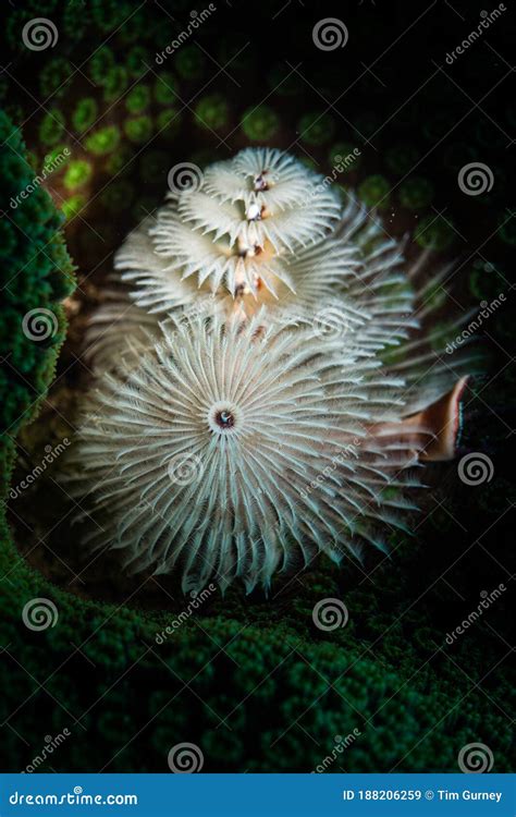 Underwater Life On The Reefs Around The Dutch Caribbean Island Of