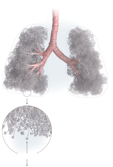 In the Fight to Treat Coronavirus, Your Lungs Are a Battlefield - The ...