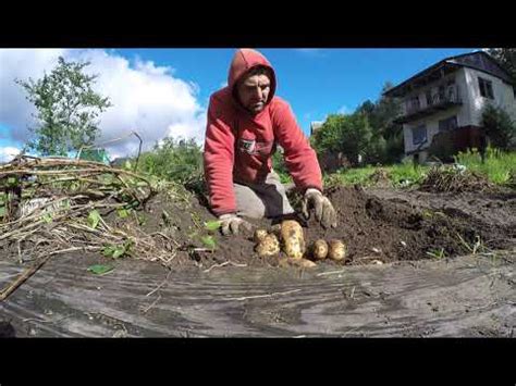 Сорт-Американка.Урожай картофеля с сотки земли.Посадка по Митлайдеру. 2 ...