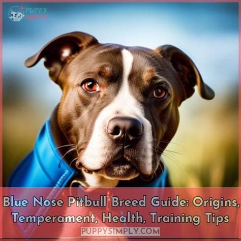 Blue Nose Pitbull Breed Guide: Origins, Temperament, Health, Training Tips