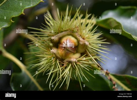 Beech nut hi-res stock photography and images - Alamy