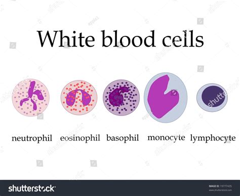 White Blood Cell Diagra