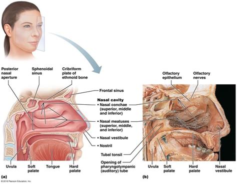 Respiratory Urinary Flashcards Quizlet