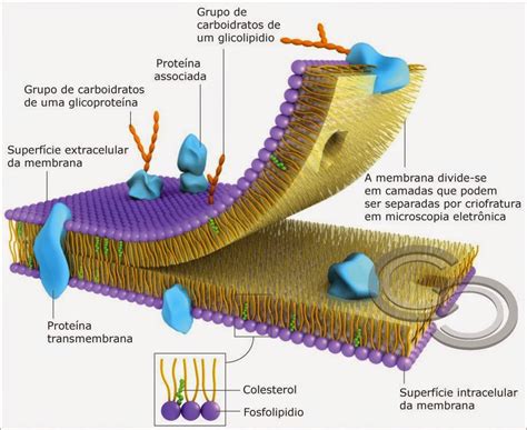 Biologia Celular