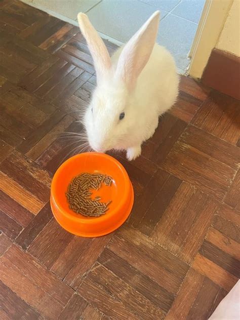 Netherland Dwarf Lionhead Bunny Adopted Year Months Pixie From